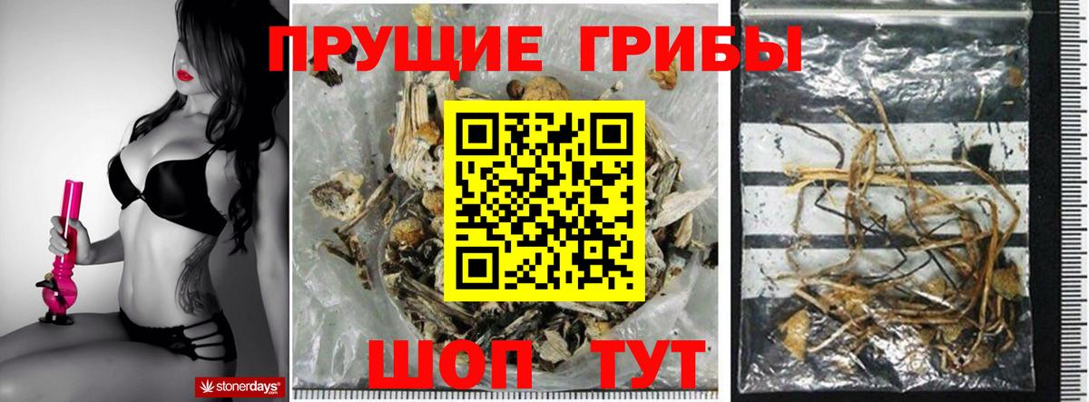 Псилоцибиновые грибы GOLDEN TEACHER Донской